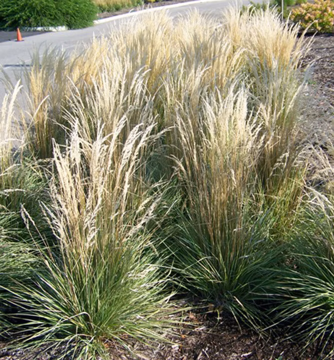 c9511309a71b6037be1dd21336b50c41