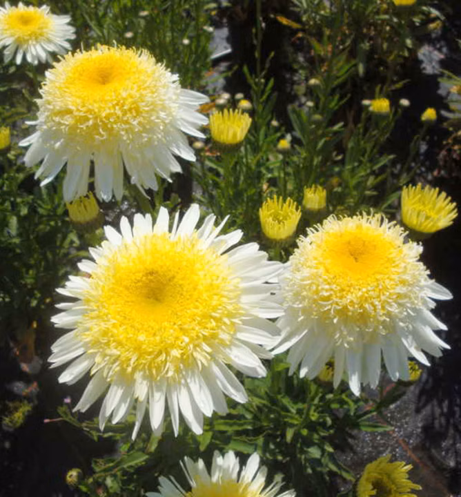 c9575cf6e8d0a72e809ae3dfdab65745