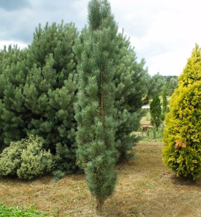 c979434b6e57c09538e214f34d84d2fb