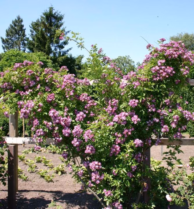 c99d39fd7c3c477d18ef17b294a7bba0