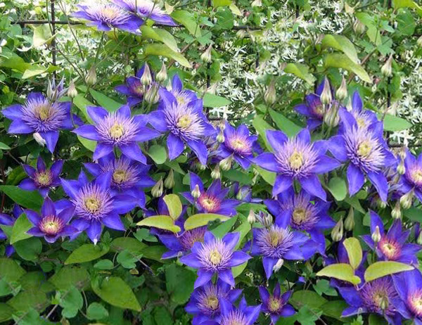 c9e763e1243b365d0eb3bf9e2538e16a