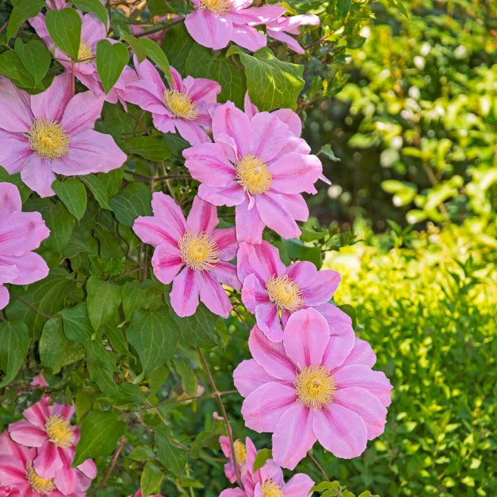 ca099820518ab6bf4eb9aaeddbf27982