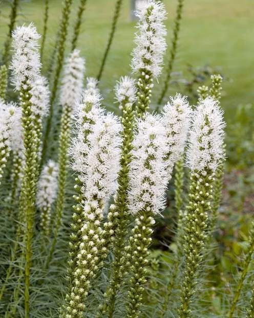 ca142a43a8667e7360172e2b7817ac1f