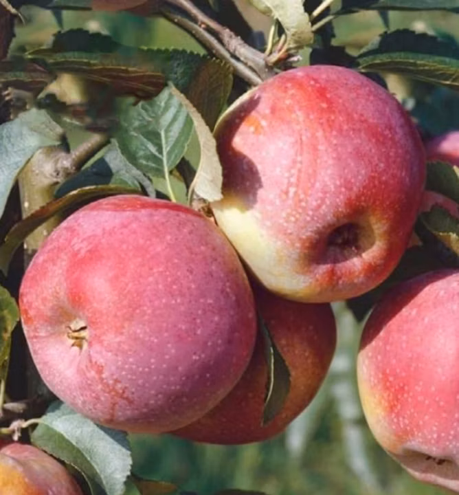 ca463d93c38b69fc2034ee95ee98808d