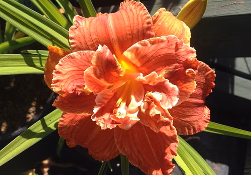 ca49c814bc6ad26e6c0a13eab297565b