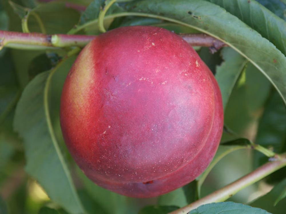 ca936d3c1689fa0ace882addad8e2049