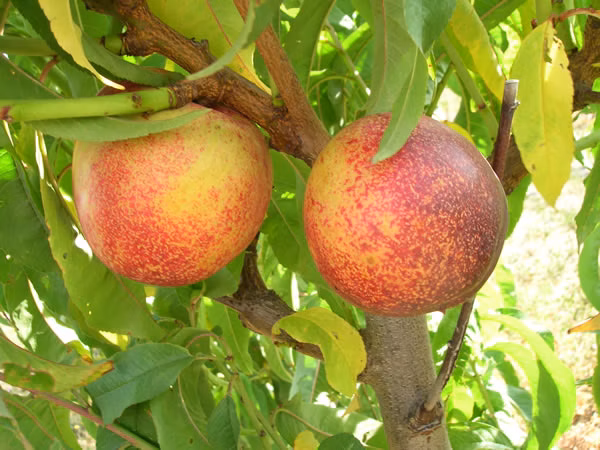 ca9ffb53687293b47c39ad6d0229c21a