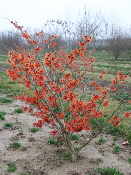 cab72d97f85f0a6d249e6ef7371f8ea5