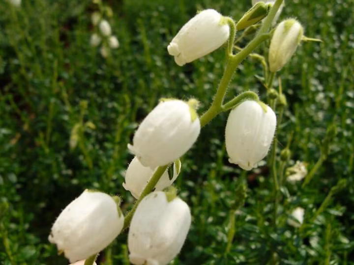 cae31e330a31276f7565f263fa46813b