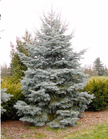 cae4435d2468c22505a12ed1a7555552