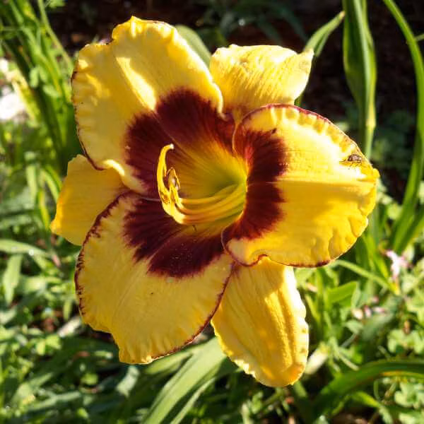 caec041bdd43d8f72cfaa3ea8a0024e5