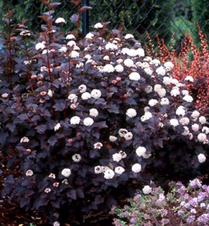 cafe8f4f8afc66c9cd346f514d852680