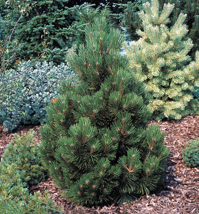 cb60df03fb1a66c422937138a666f9b4