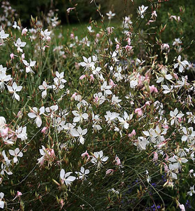 cb9fdb8c24ae511ebef3e2ef309a5e1c