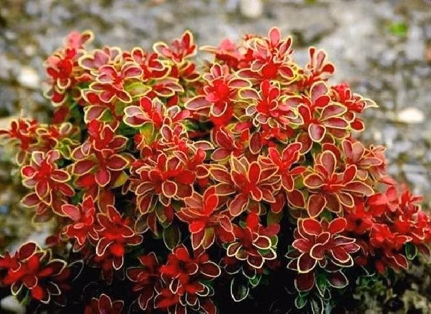 cbef380e2e88500729a408a1a07bc17c