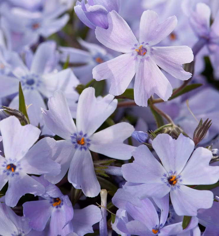 cc2a029131de8de7c9d8845c5d885800