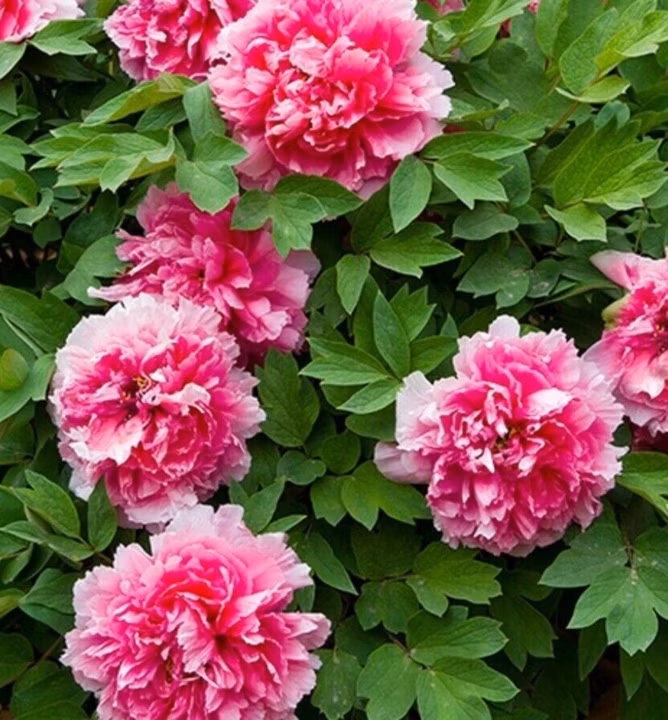 cc42aca8171df6c233fffc07f67366f1