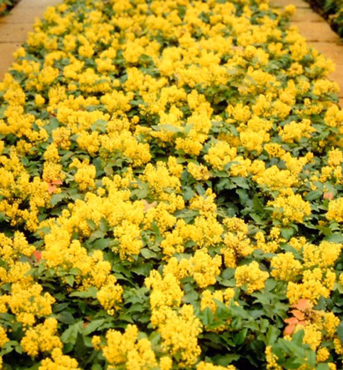 cc5a25a27344e1d9a6ae3c34936e1d1d