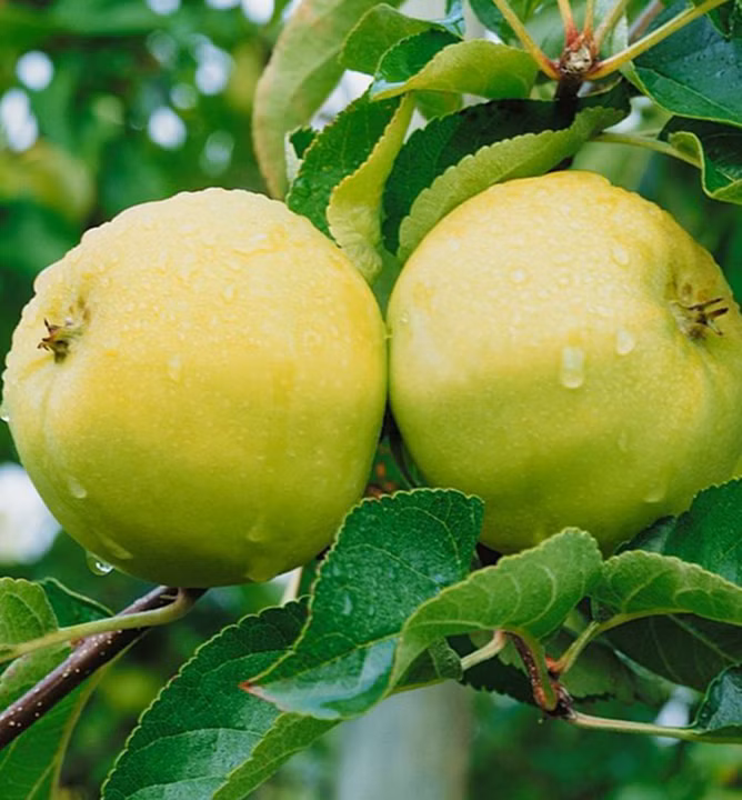 cc9091a2b8c070472413fa465271d7ab