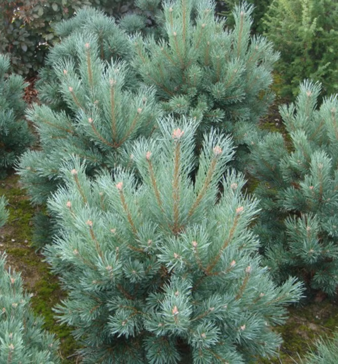 cc91022e7cea9d7134ffe8be93aa1901