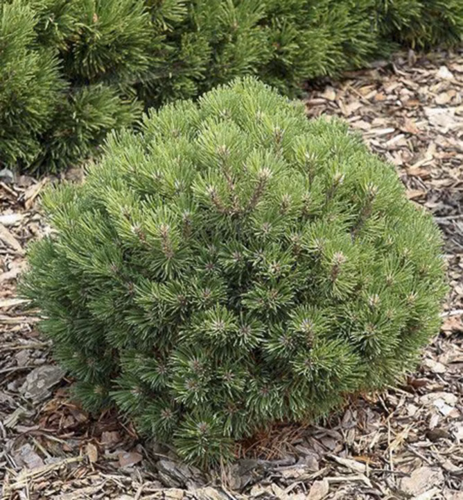 cc9e38adb1aec8d923114cae64cea66c