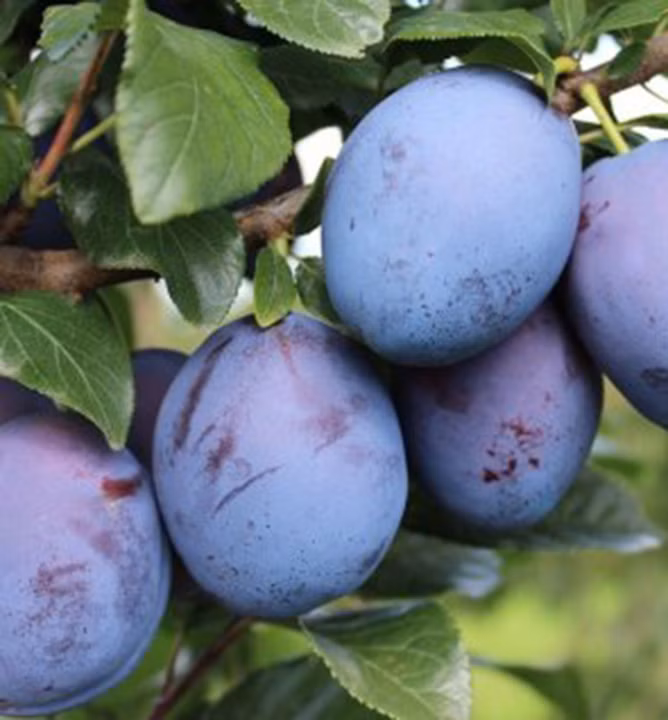 cca9d4e26fe620c56274b629eda79b0b