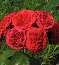 ccdc918d1a7aa8ea61860602bb944311