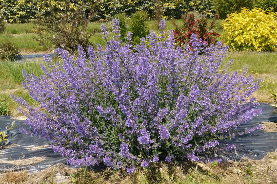 cce67ba9d719dddb45a8199535d57ca9