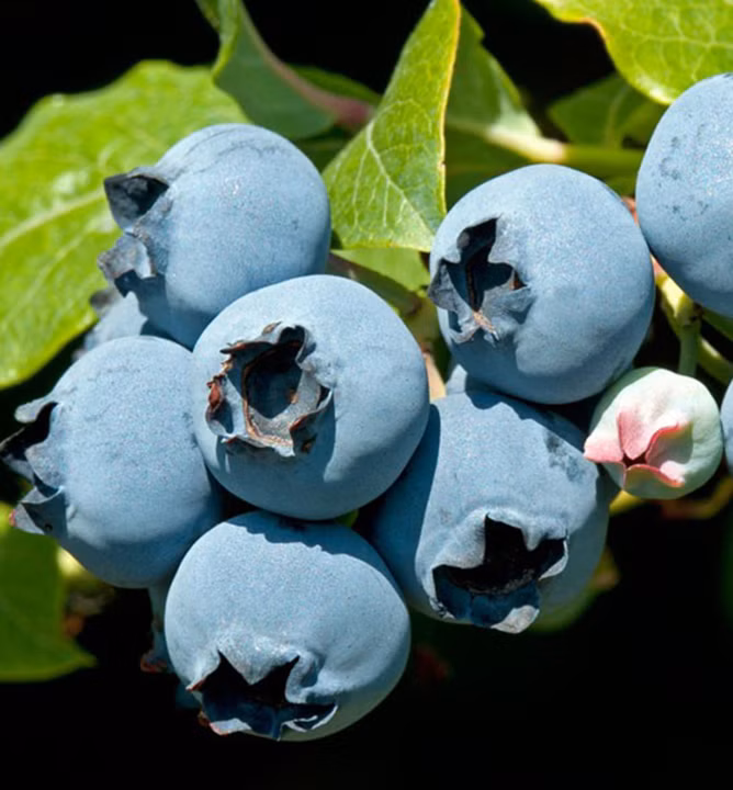 cd07685ae07860655a30aaa7d31795fa