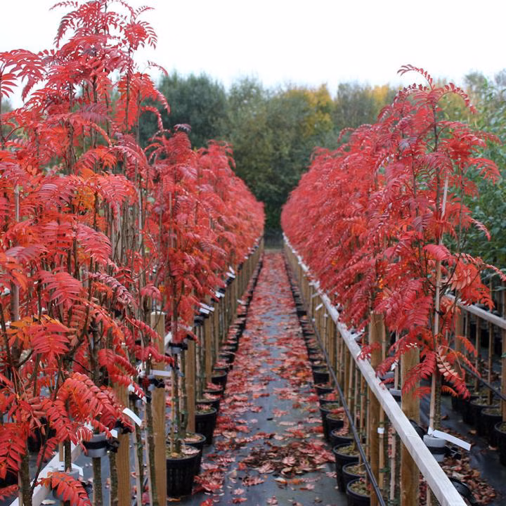 cd077498087cf89529b7aad64b64d001