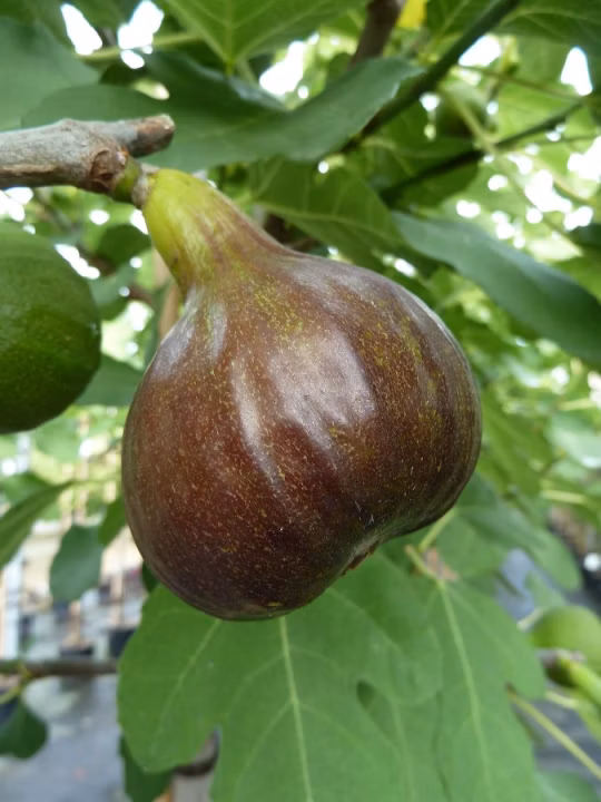 cd33122fb302a545a444558a1fbf6af9