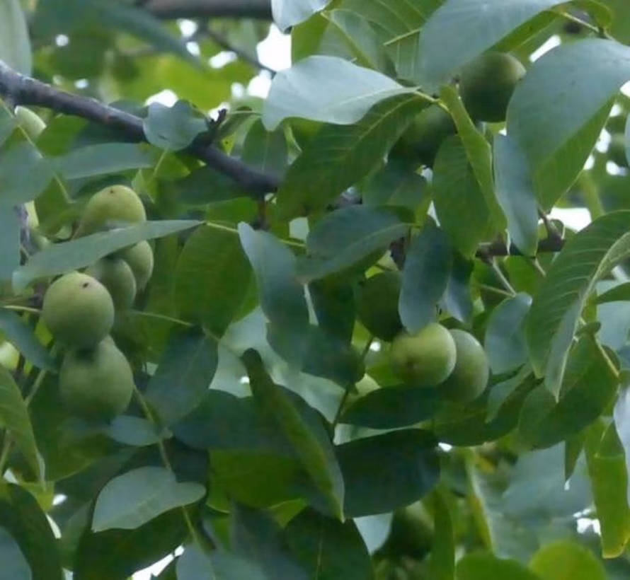 cd3c1ae476fa650191c24c61ba223de9