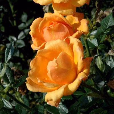 cd64683a7d18c4b1d44b237da8b58a02