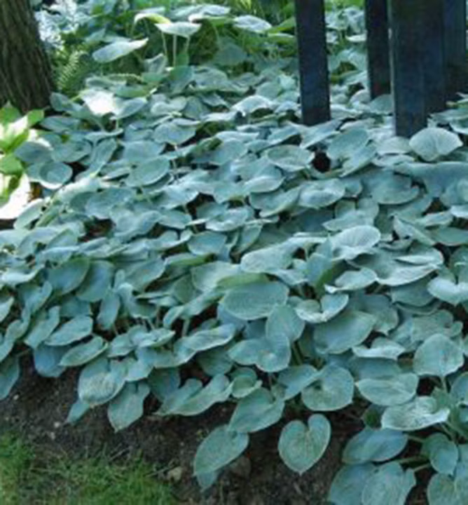 cd74aeb4d4e31da13b79c689dcfa3a8b