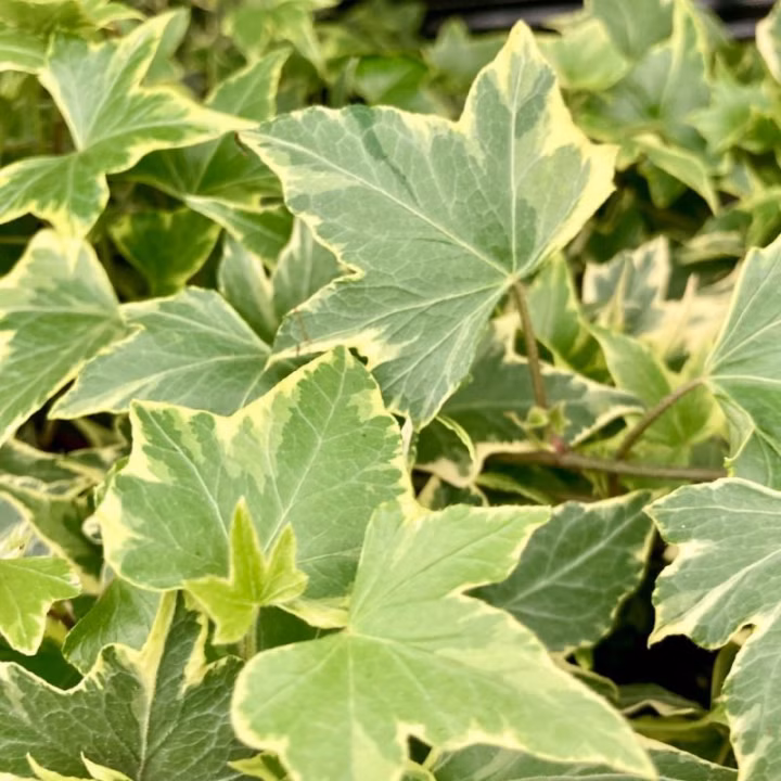 cd94f48c305ab0dfd5abdaef465350c1