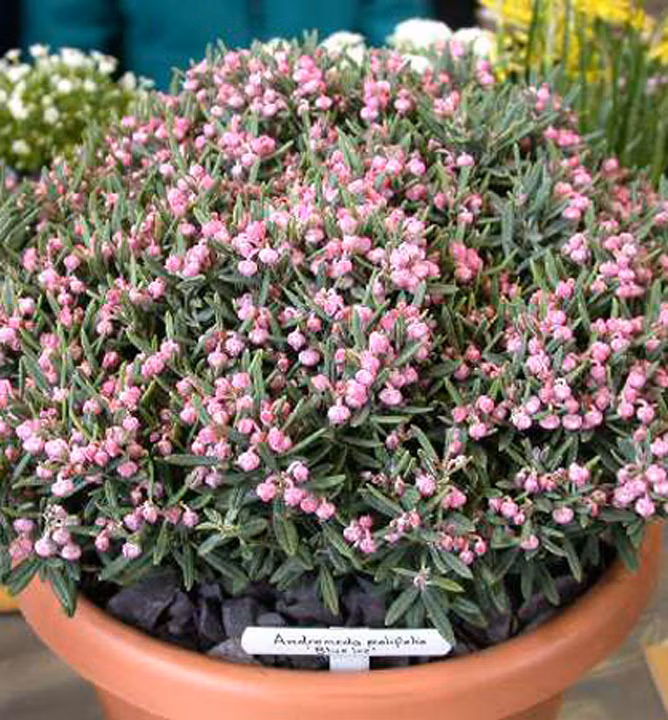 cdabdb4e7bffdceba3f62a729bd234e4