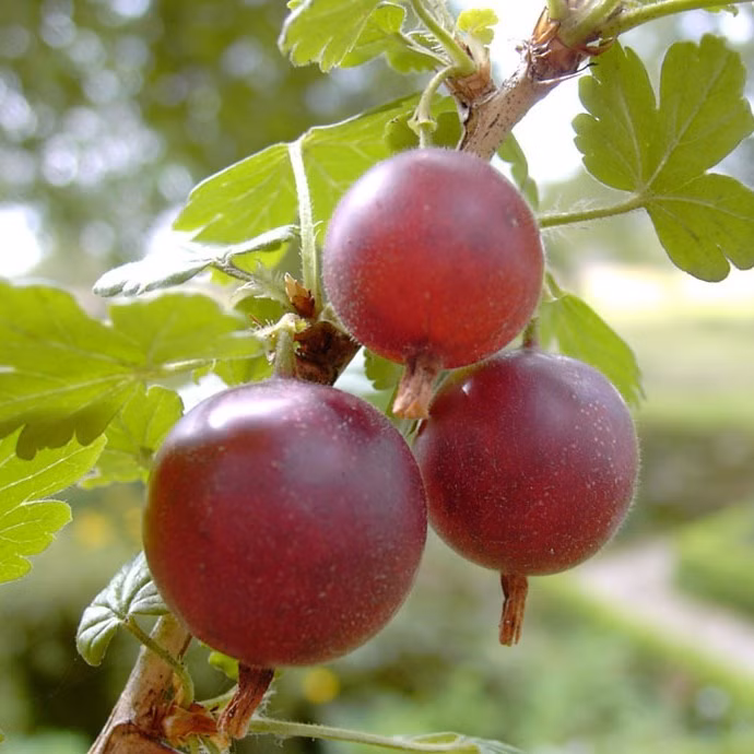 cdad880607d435df9c569153224201aa