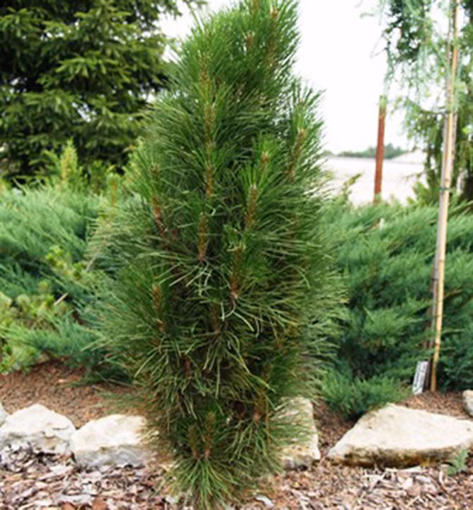 cdcb8c153db27d8ca825a308bd7b3a7e