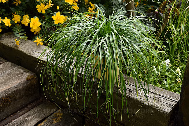 cde9cdea6984b7eb72ac31c5e1efe528