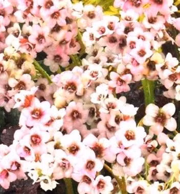 cdfab392be4a7df959b991ccd4fc7921