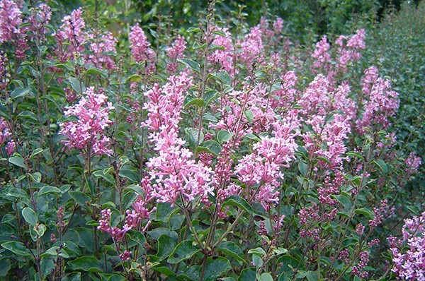 ce1f45aadd218ca86f9f60ff40e2ed98