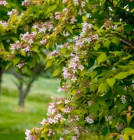ce24c6f92cfcb8f4c3885da7cbb660cf