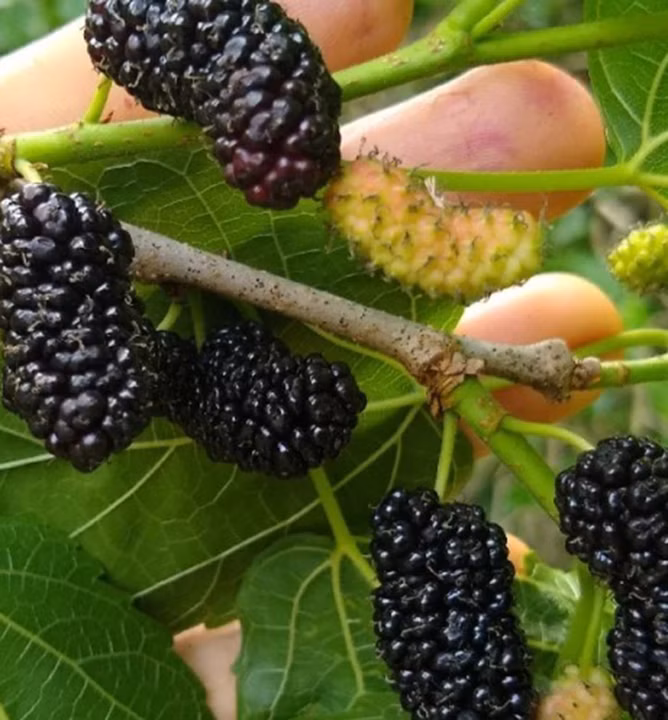 ce301b53664701e0ede9e420aa70bd66