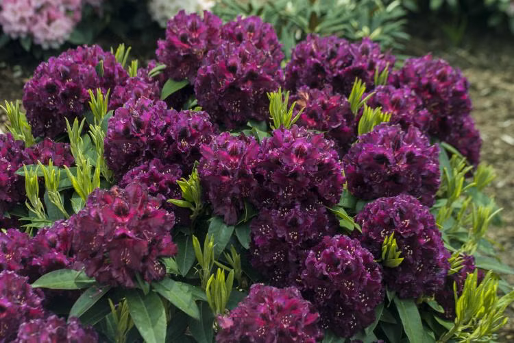 ce43592c5df9ee07f363ab70498e2831