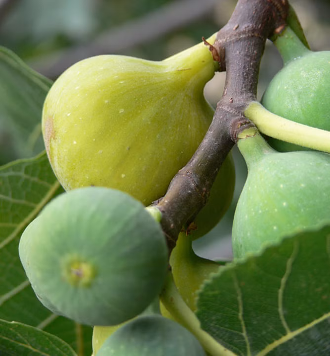 ce43f685f41f1a1501f0b89924d20112