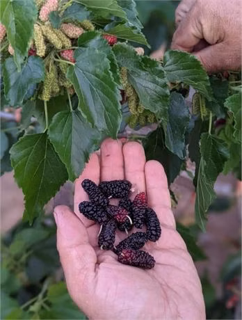 ce67c07dd04ac03081b61ea1e7811231