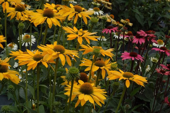 ce9cbfce4212db715feeba46e33eedd4