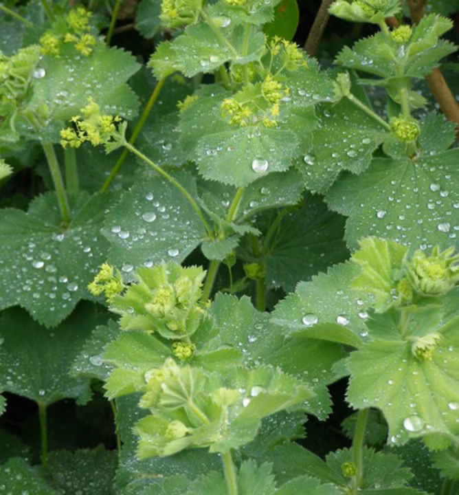 cec17fd80710b44176b82efc11fa0eb6