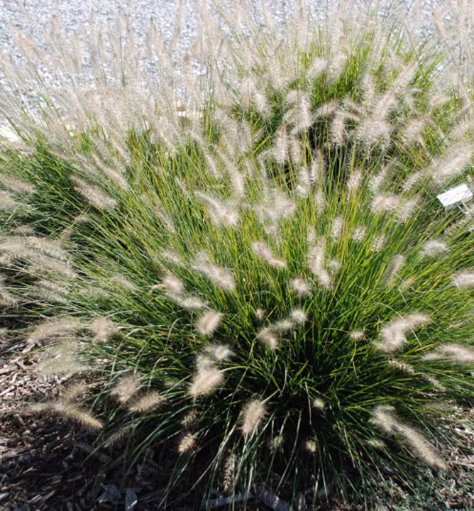 ced59adf20032ee8f59cd0d962770232