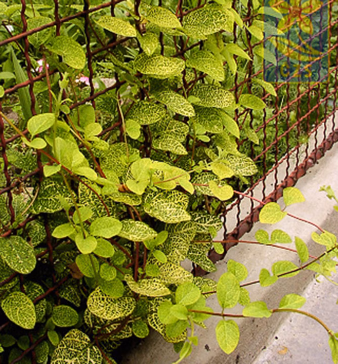 cede648c1399e9beeb5f623fb0275e35